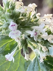 Nepeta cataria