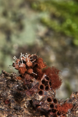 Metatrichia vesparium