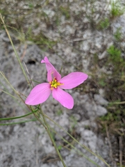Sabatia grandiflora