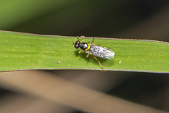 Acanthasargus