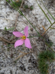 Sabatia grandiflora