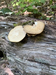 Polyporus tuberaster