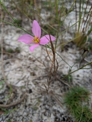 Sabatia grandiflora