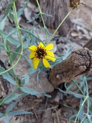 Helianthus ciliaris