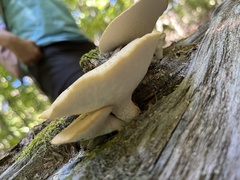 Polyporus tuberaster