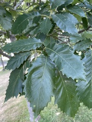 Quercus muehlenbergii