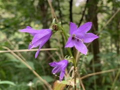 Campanula trachelium