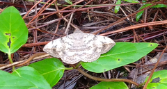 Anticarsia gemmatalis