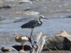 Ardea cinerea cinerea