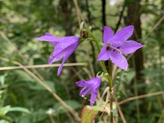 Campanula trachelium