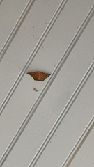 Prochoerodes lineola