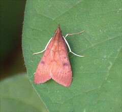 Uresiphita reversalis