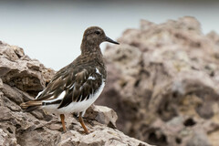 Arenaria melanocephala