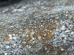 Candelariella aurella