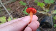 Hygrocybe coccinea