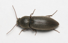 Agriotes obscurus