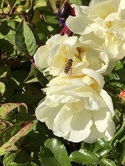 Eupeodes corollae