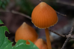 Entoloma quadratum