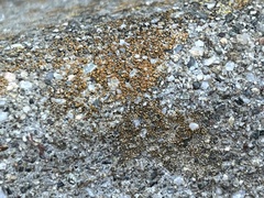 Candelariella aurella