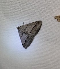 Digrammia continuata