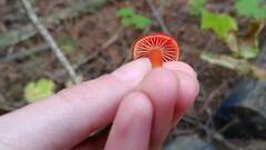 Hygrocybe coccinea
