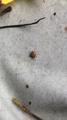 Podisus maculiventris