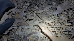 Gryllidae
