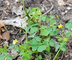 Oxalis dillenii
