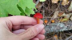 Hygrocybe coccinea