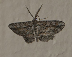 Anavitrinella pampinaria