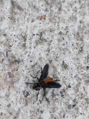 Galactomyia