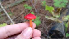 Hygrocybe coccinea