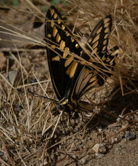 Papilio polyxenes rudkini