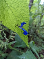 Salvia vitifolia