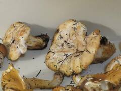 Cantharellus subalbidus