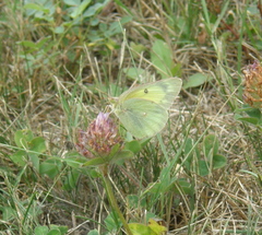 Colias interior