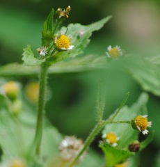 Galinsoga quadriradiata