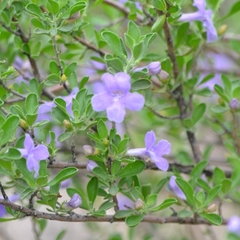 Leucophyllum laevigatum