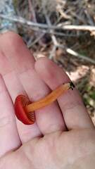 Hygrocybe coccinea
