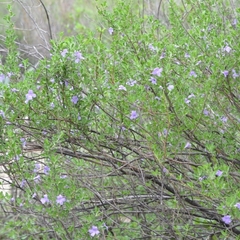 Leucophyllum laevigatum