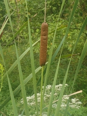 Typha angustifolia