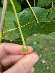 Pemphigus obesinymphae