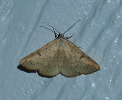 Hemeroplanis punitalis