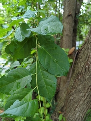 Celastrus orbiculatus