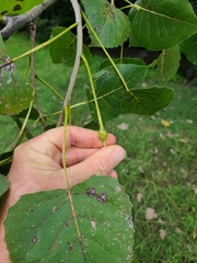 Pemphigus obesinymphae