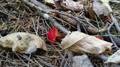 Hygrocybe coccinea