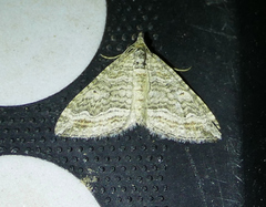 Perizoma custodiata