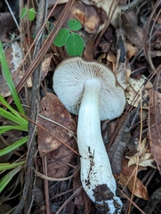 Rhodocollybia