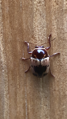 Cryptocephalus
