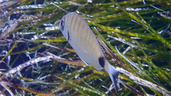 Diplodus sargus